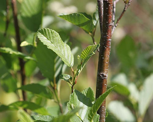 Speckled alder